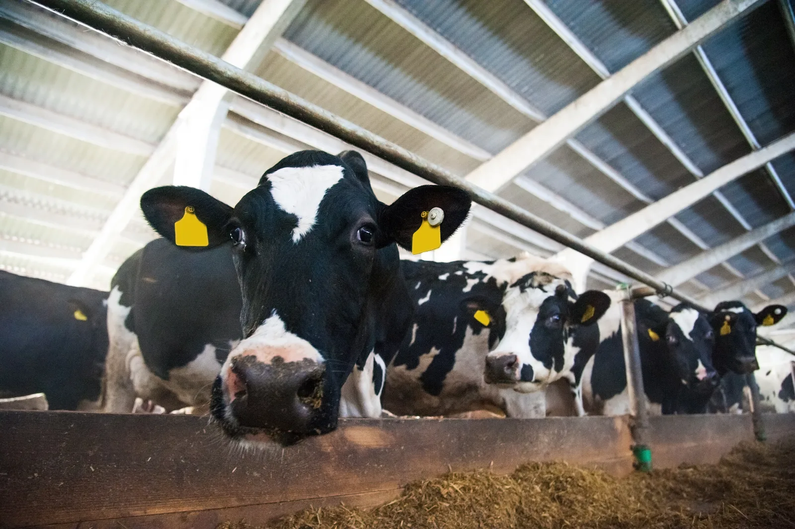 Dairy cattle in a modern barn