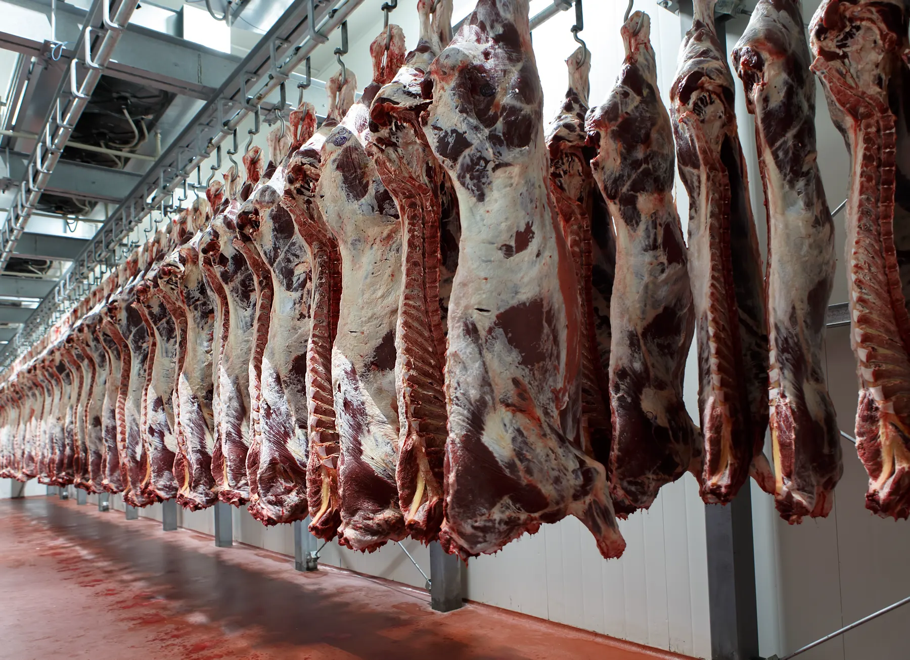 Chilled meat carcasses hanging on cold-room rails